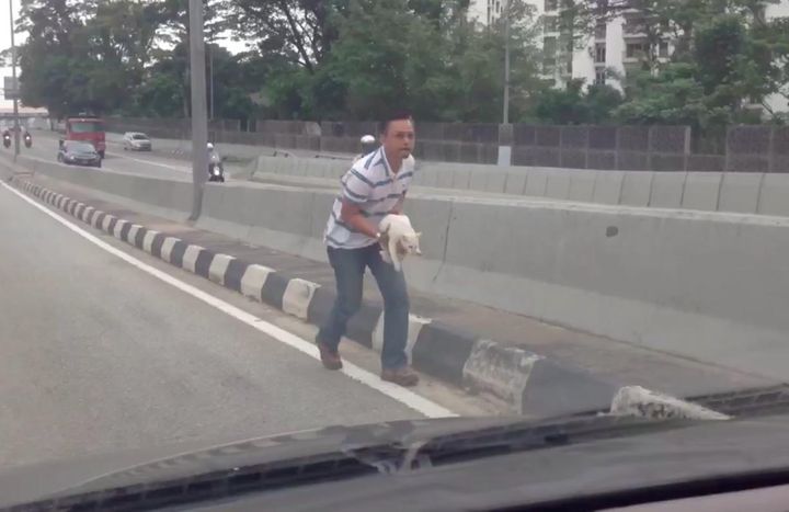 Heroic Man Rescues Frightened Feline Stranded on Busy Highway - Yeudon